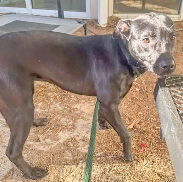 A young medium-sized female Terrier dog named Winona for adoption in Hilton Head Island, SC