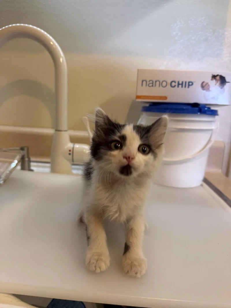 Nugget