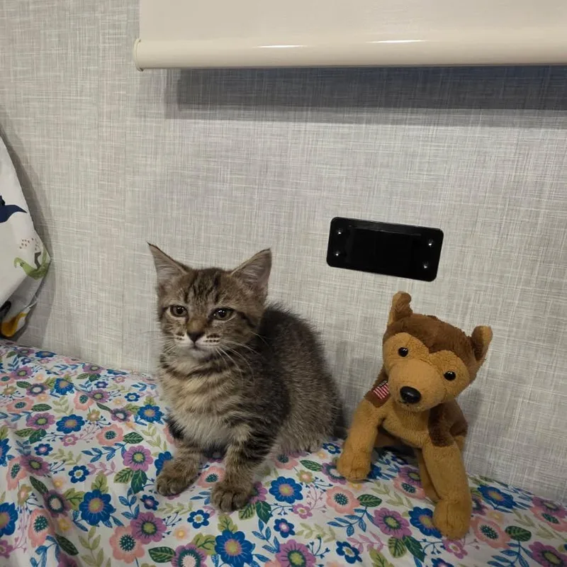 A baby small-sized female Gray / Blue / Silver Domestic Short Hair cat named Corn for adoption in Chattanooga, TN