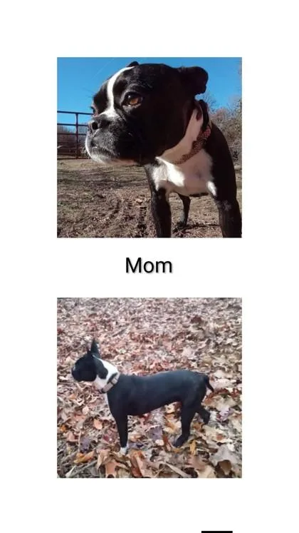 An adult small-sized female Boston Terrier dog named Bonnie for adoption in Morton Grove, IL