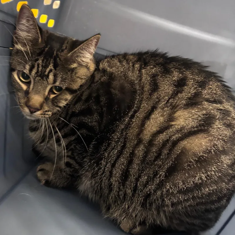 An adult extra large-sized male Brown / Chocolate Domestic Short Hair cat named Snuggs for adoption in Indianapolis, IN