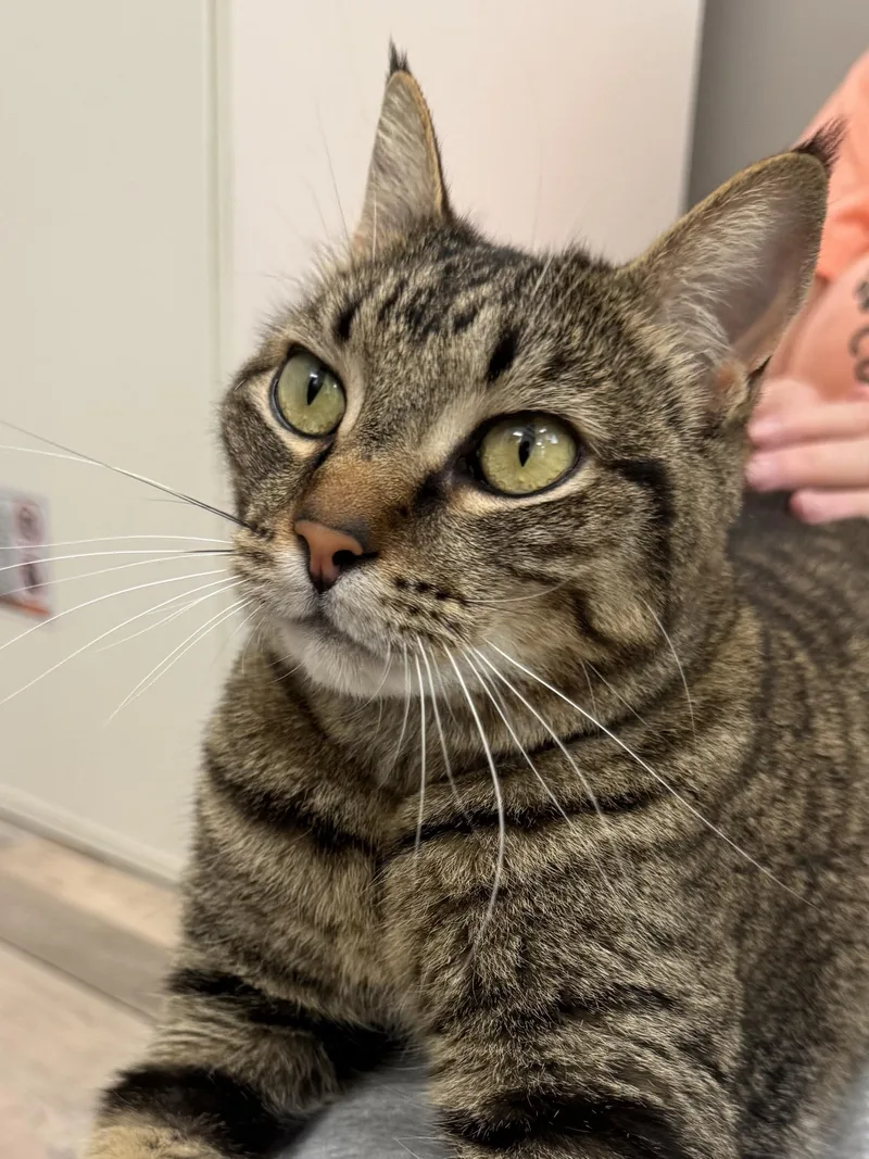 An adult medium-sized female Tabby (Buff / Tan / Fawn) Domestic Short Hair cat named Kahula for adoption in Petaluma, CA