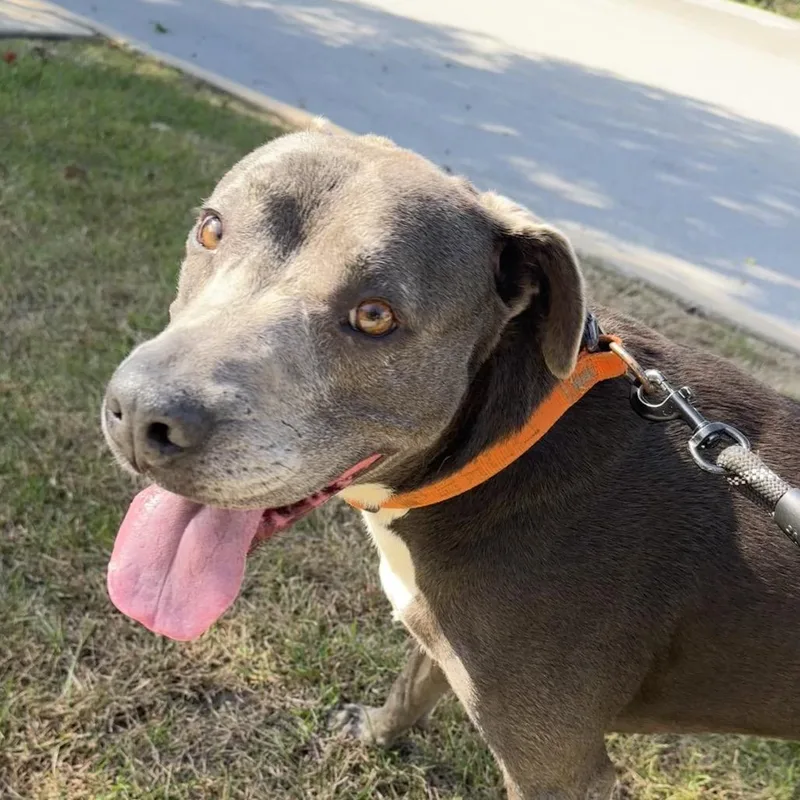 A senior large-sized male Gray / Blue / Silver Pit Bull Terrier dog named Duke for adoption in Hinsdale, IL