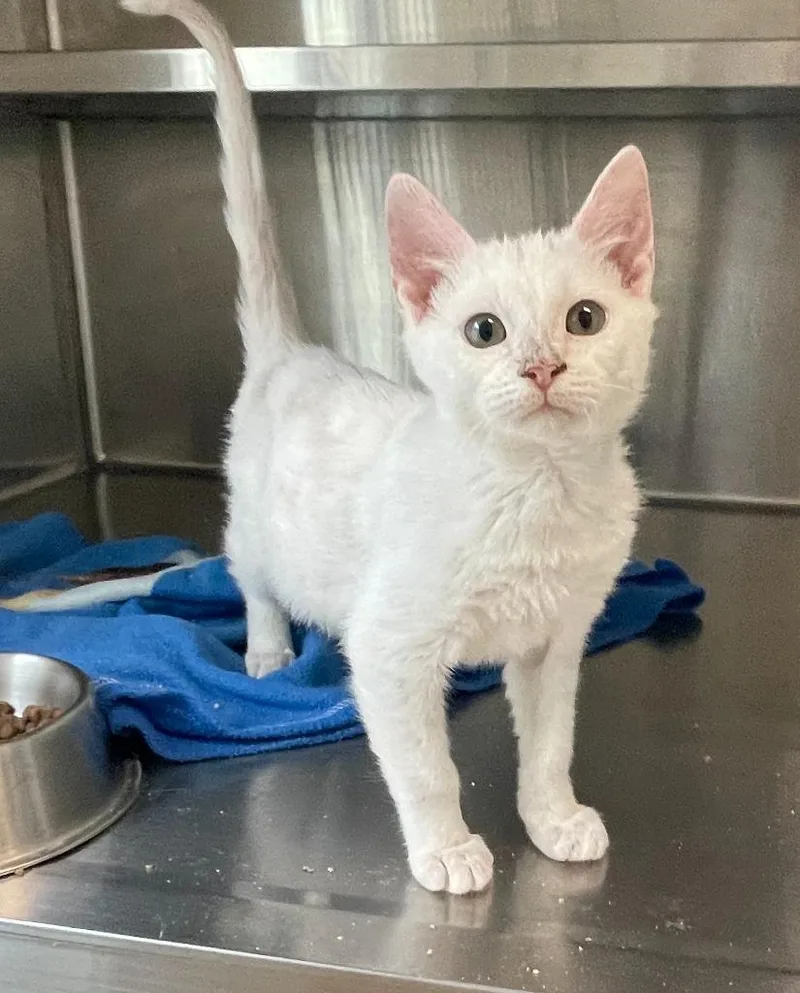 A baby large-sized female Domestic Short Hair cat named Blanche for adoption in Decorah, IA