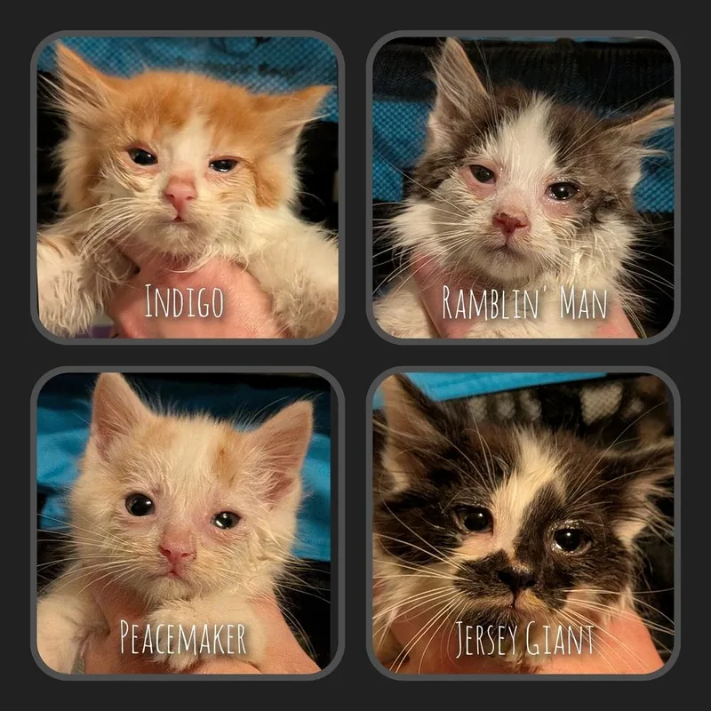 Ramblin Man thumbnail 2