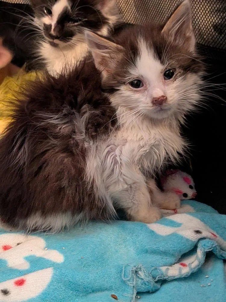 Ramblin Man thumbnail 3