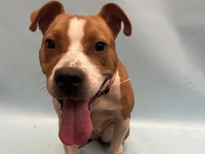 A young large-sized female Terrier dog named Yams for adoption in Golden Valley, MN