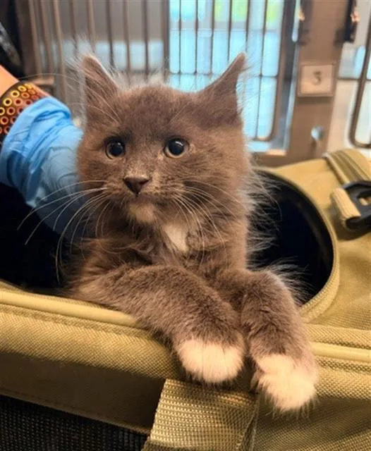 A baby small-sized male Domestic Short Hair cat named Casteel for adoption in Baytown, TX