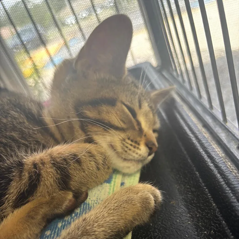 A baby small-sized female Black Domestic Short Hair cat named Mozzy for adoption in Lakeland, FL