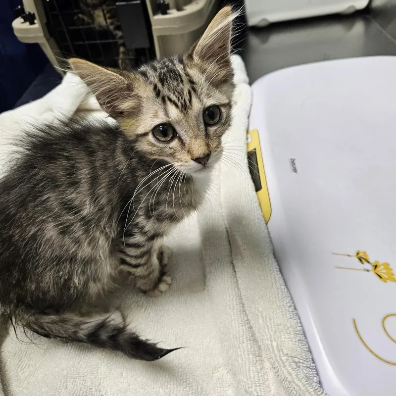 A baby small-sized male Brown / Chocolate Domestic Short Hair cat named Highlands Nightclub for adoption in Austin, TX