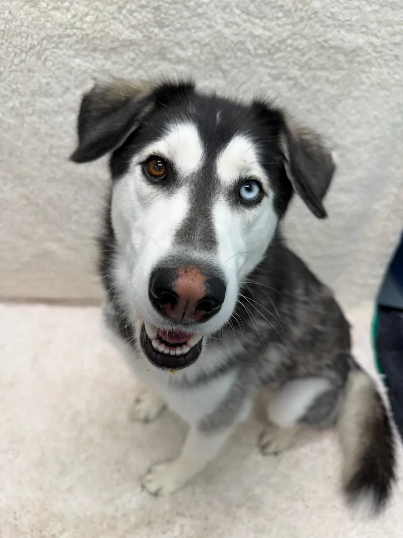 A young large-sized female Black Husky dog named Maya Tag for adoption in Central Islip, NY