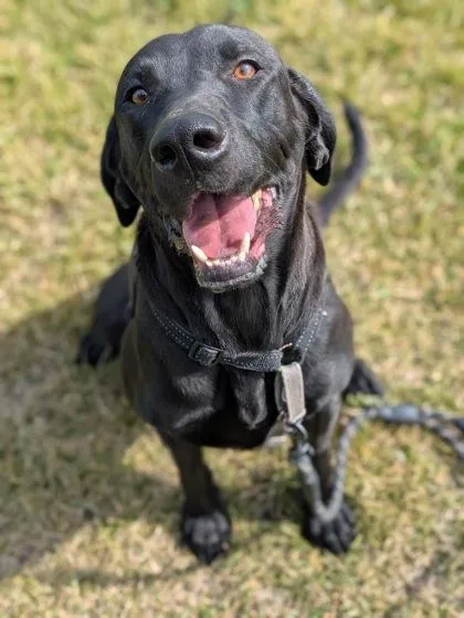 An adult medium-sized female Labrador Retriever dog named Beans for adoption in Missoula, MT