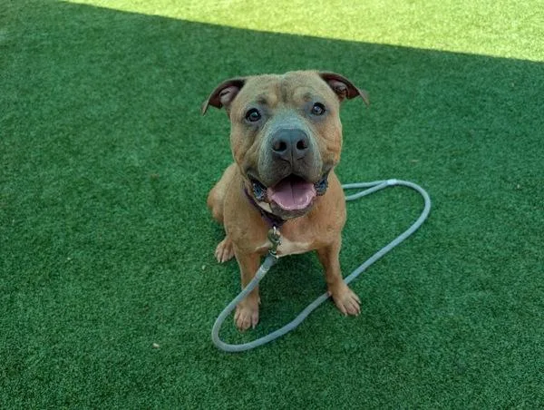 An adult large-sized male Pit Bull Terrier dog named Cairo for adoption in Escondido, CA