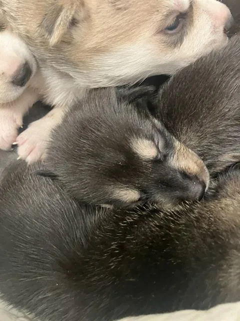 A baby large-sized female Mixed Breed dog named Rita for adoption in Dallas, TX