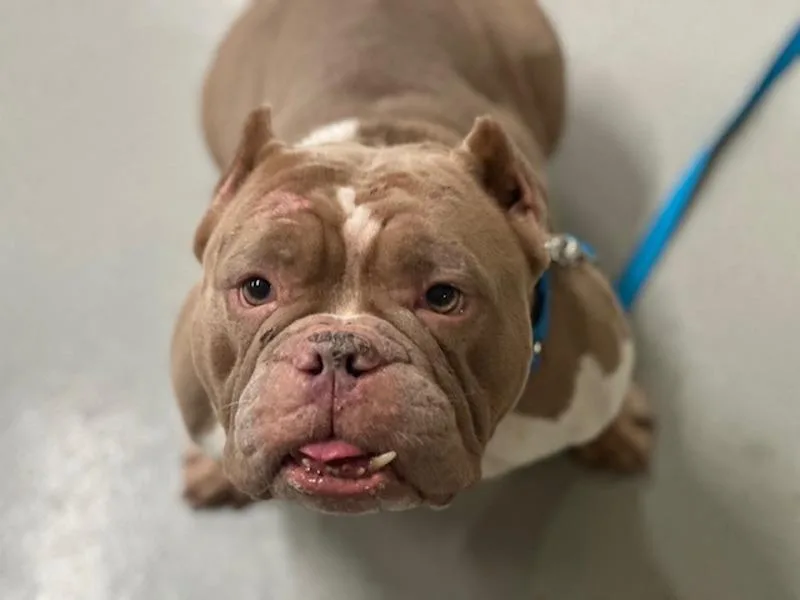 An adult medium-sized female Mixed Breed dog named Banana Pudding for adoption in Ridgewood, NY
