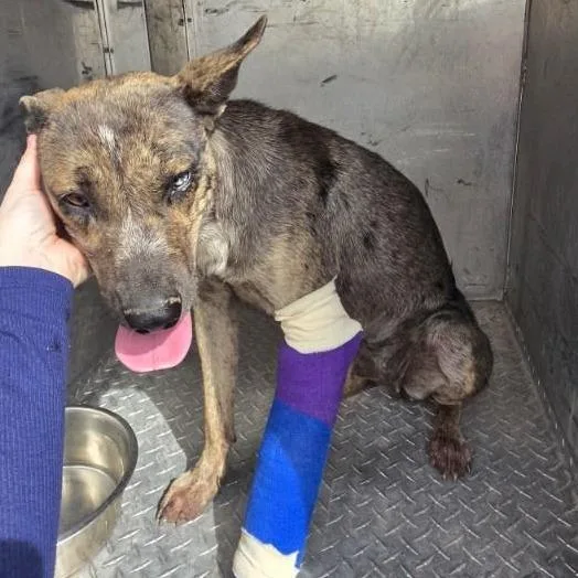 An adult medium-sized female Gray / Blue / Silver Cattle Dog named Nasra Nahara for adoption in Bernalillo, NM
