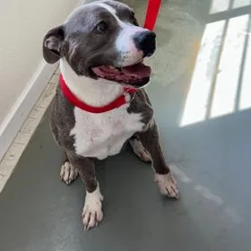 An adult medium-sized female Gray / Blue / Silver Pit Bull Terrier dog named Lilly for adoption in Carlin, NV