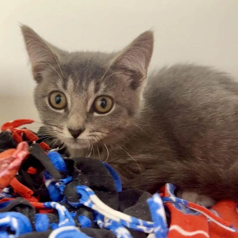 A young medium-sized female Domestic Short Hair cat named Jean Grey for adoption in Reisterstown, MD