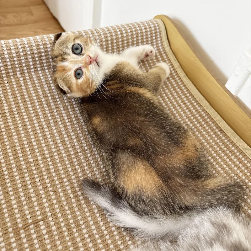 A baby medium-sized female Calico Scottish Fold cat named Titania & Helene for adoption in BROOKLYN, NY