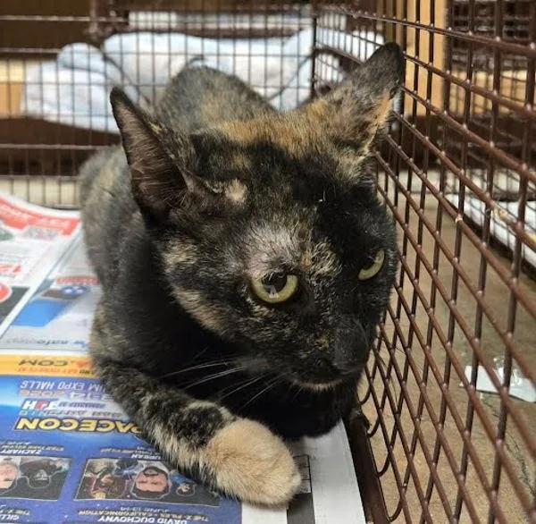 An adult small-sized female Domestic Short Hair cat named Nikita for adoption in Austin, TX