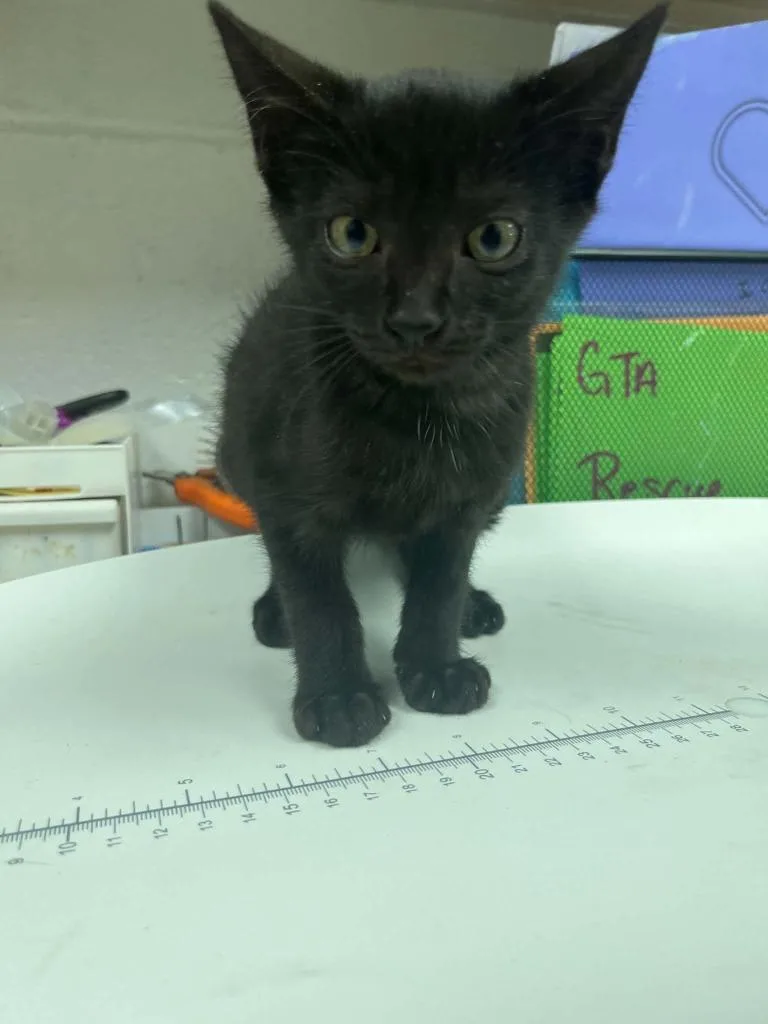 A baby small-sized male Domestic Short Hair cat named Puma for adoption in Lavonia, GA
