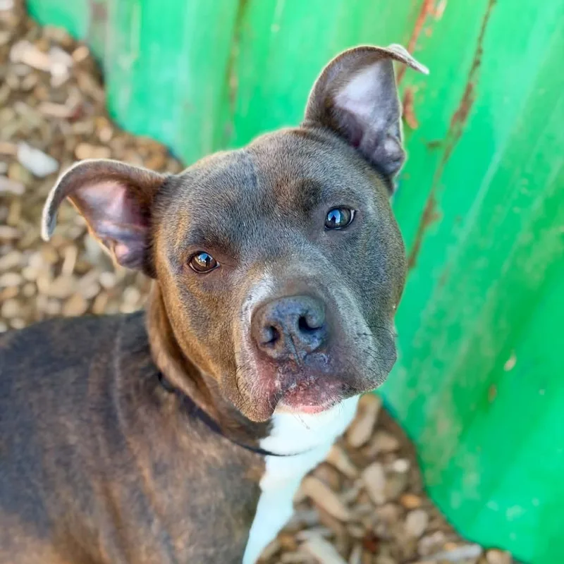 An adult medium-sized male Pit Bull Terrier dog named Darrius for adoption in Tacoma, WA