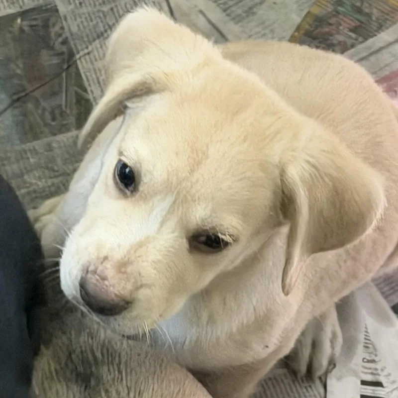A baby medium-sized male White / Cream Yellow Labrador Retriever dog named NY Axel Avail Jul for adoption in Eastford, CT