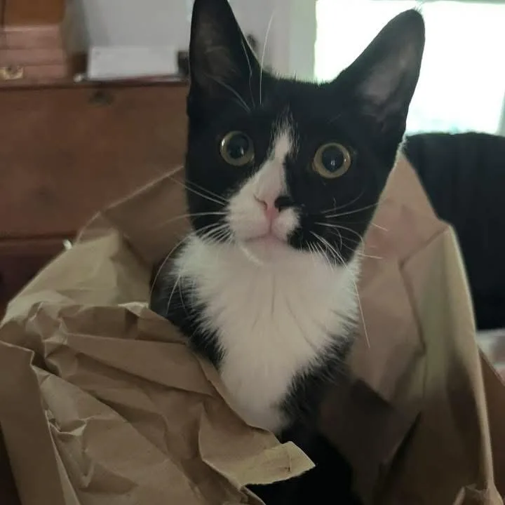 A young medium-sized female Domestic Short Hair cat named Missy for adoption in Chesapeake Beach, MD