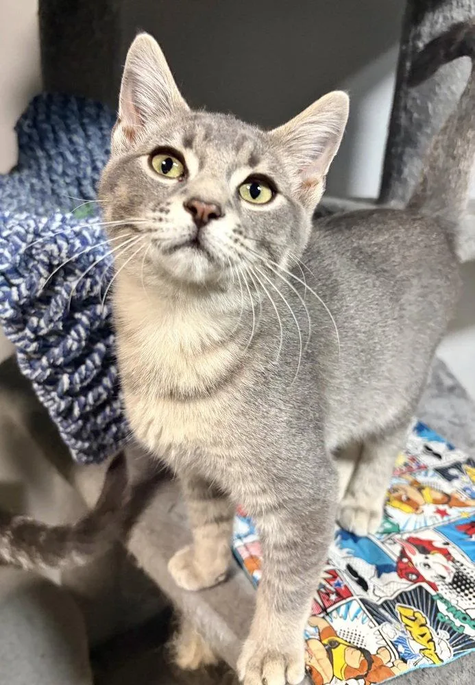 A baby small-sized male Domestic Short Hair cat named Atlas for adoption in O'Fallon, MO