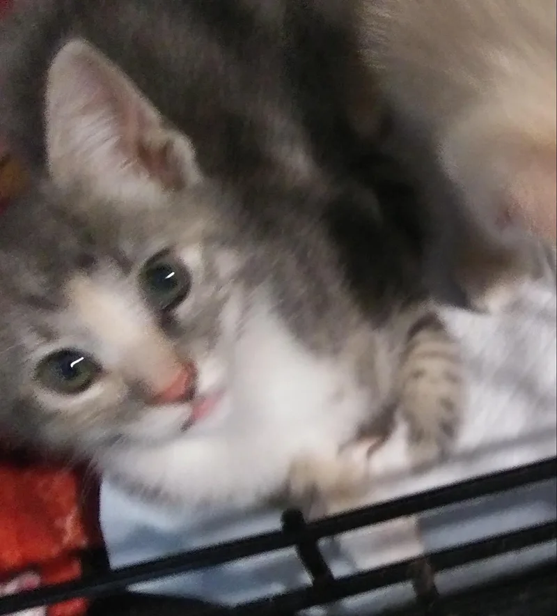 A baby medium-sized female Tabby (Gray / Blue / Silver) Domestic Short Hair cat named Mittens for adoption in Port Wentworth, GA