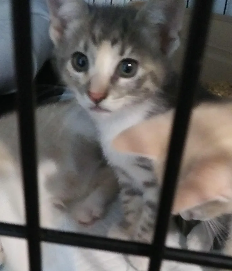 Mittens thumbnail 2
