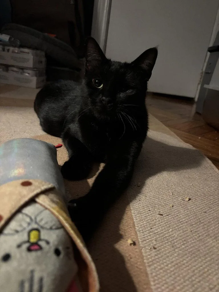 An adult medium-sized female Black Domestic Short Hair cat named Sashimi for adoption in Brooklyn, NY