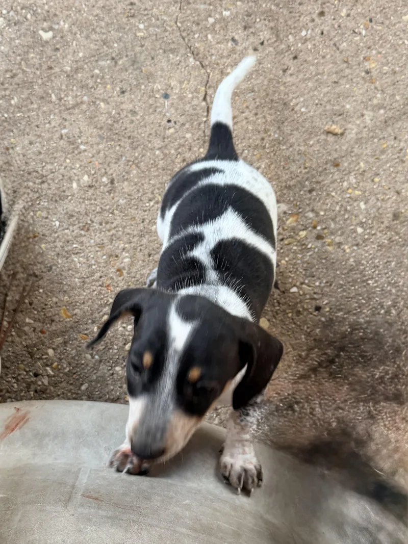 A baby small-sized male Dachshund dog named Freckles for adoption in Baker, LA
