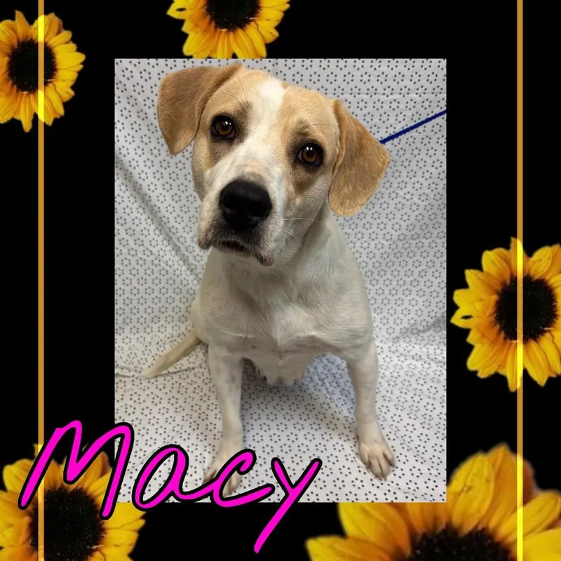 An adult medium-sized female White / Cream Labrador Retriever dog named Macy for adoption in Royse City, TX