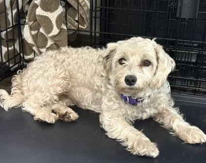 An adult small-sized female Maltese dog named Dixie for adoption in Palm Coast, FL