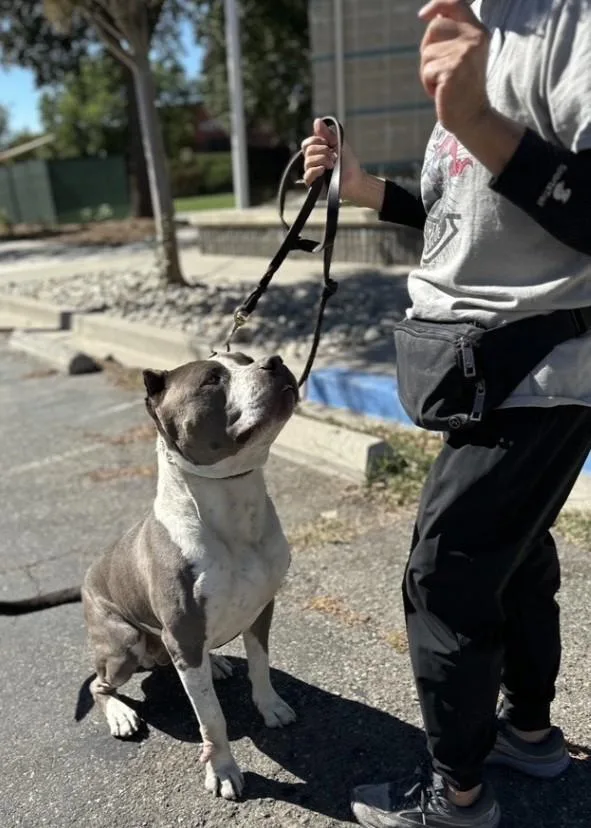 Enzo
