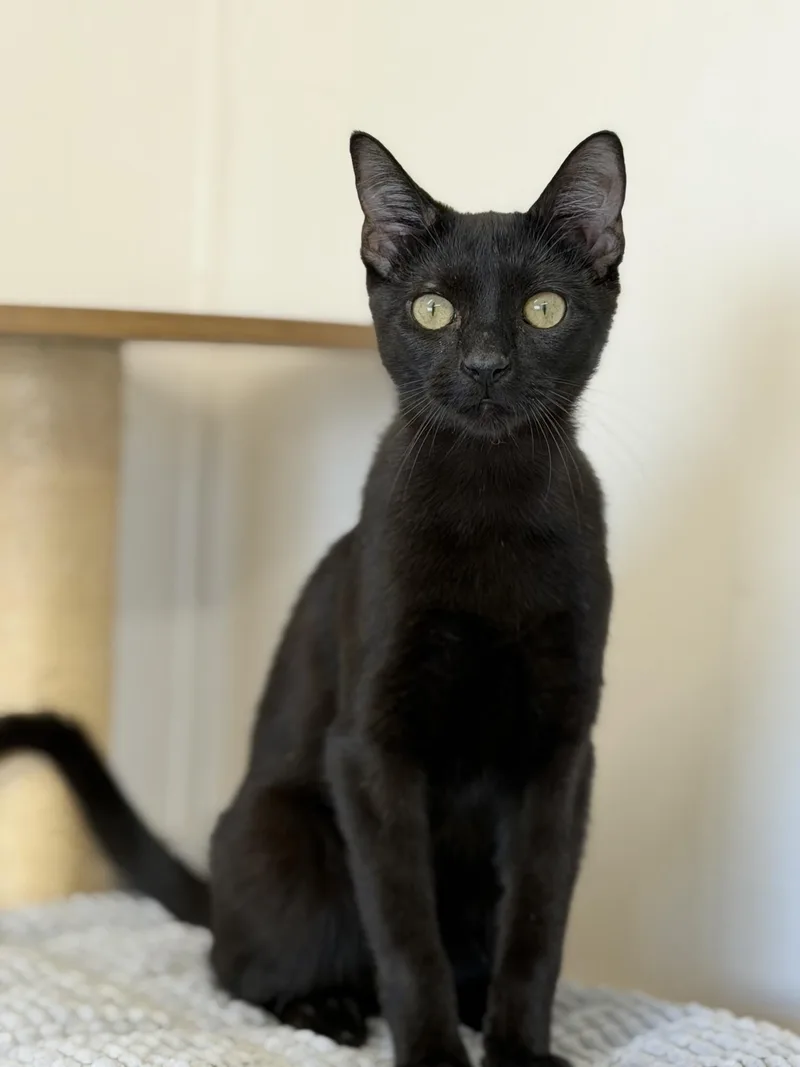 A young medium-sized male Domestic Short Hair cat named Birdie for adoption in Gardnerville, NV