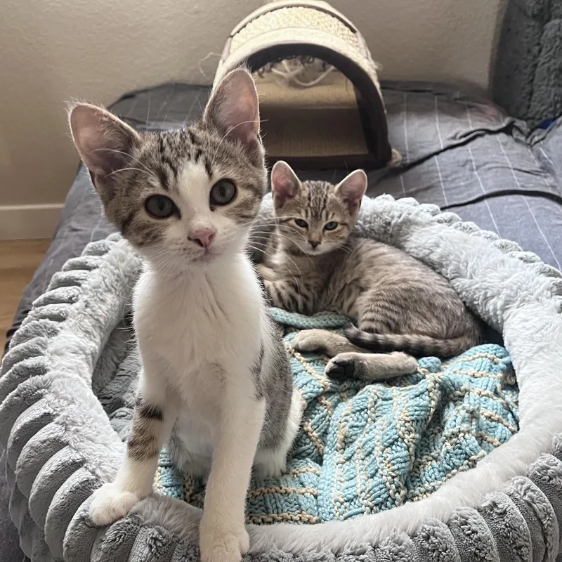 A baby small-sized female White Domestic Short Hair cat named Kwon & Doe Conrad for adoption in Morrison, CO