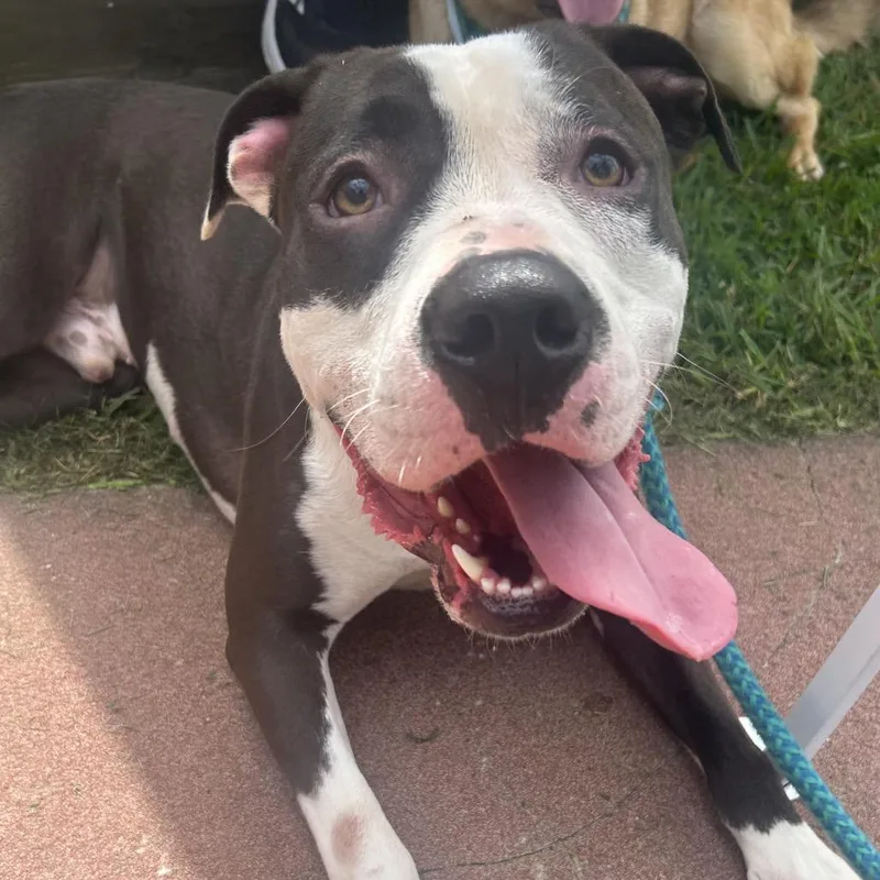 An adult large-sized male Black Pit Bull Terrier dog named Napoleon Iv for adoption in Little Rock, AR