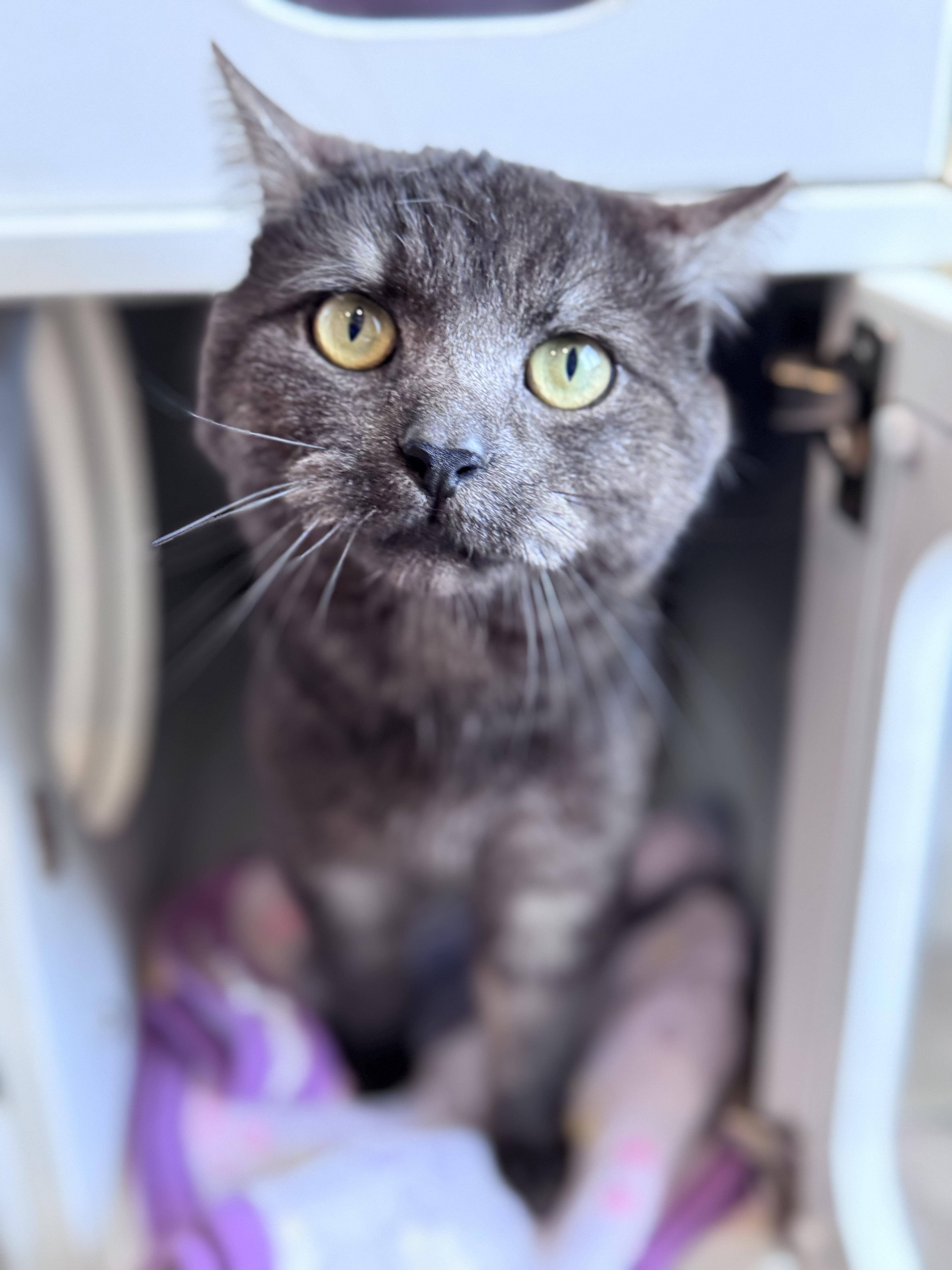 A young large-sized male Black Domestic Short Hair cat named Coalby for adoption in Pekin, IL
