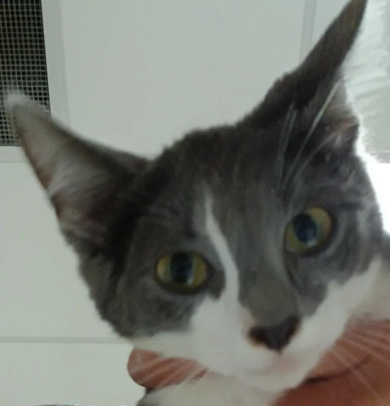 A baby small-sized male Domestic Short Hair cat named Tom for adoption in Greenfield, IN