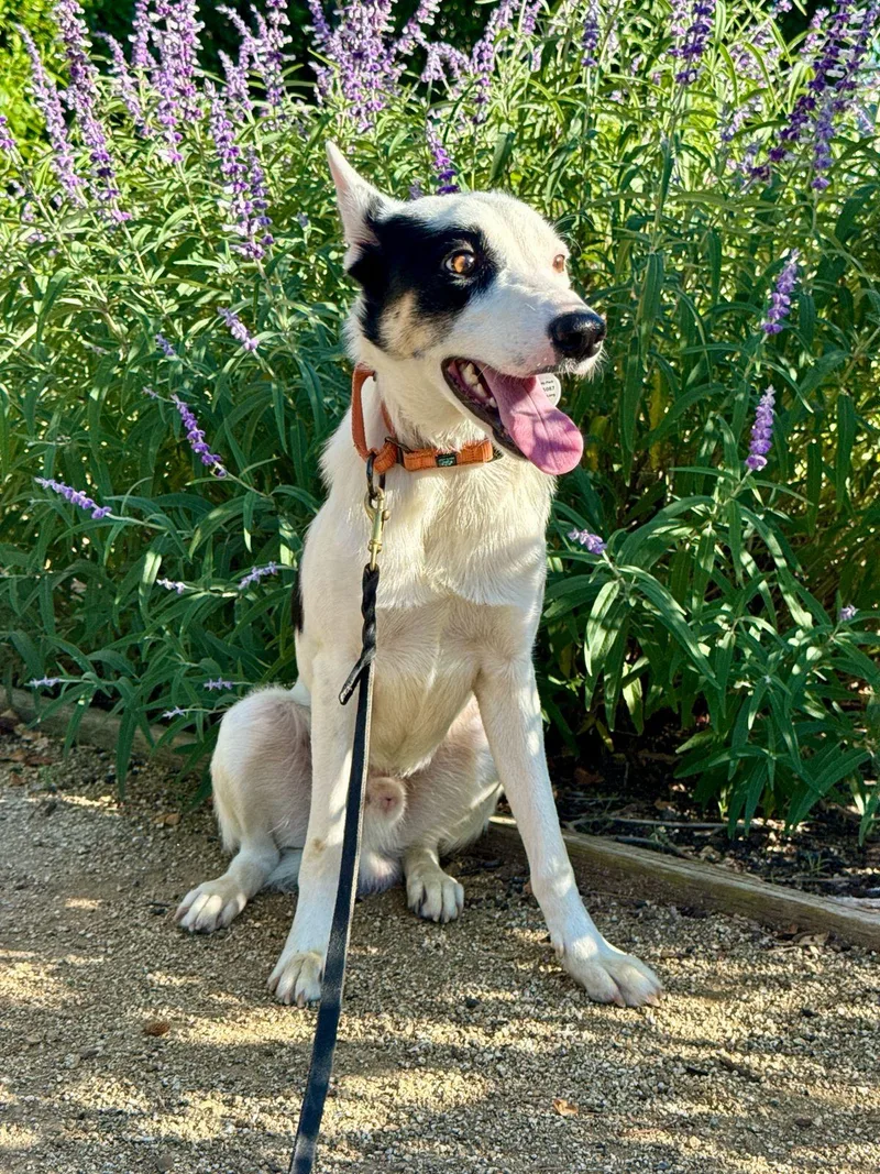 A baby medium-sized male White / Cream Australian Cattle Dog / Blue Heeler dog named Lucas for adoption in Los Angeles, CA