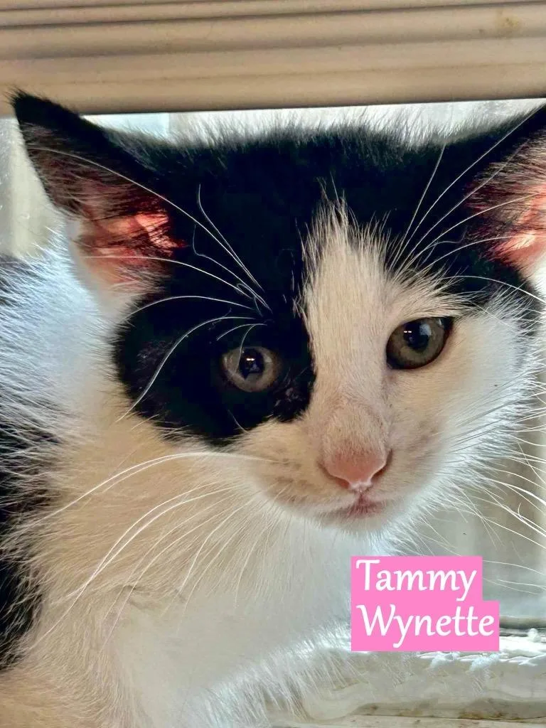 Tammy Wynette thumbnail 2