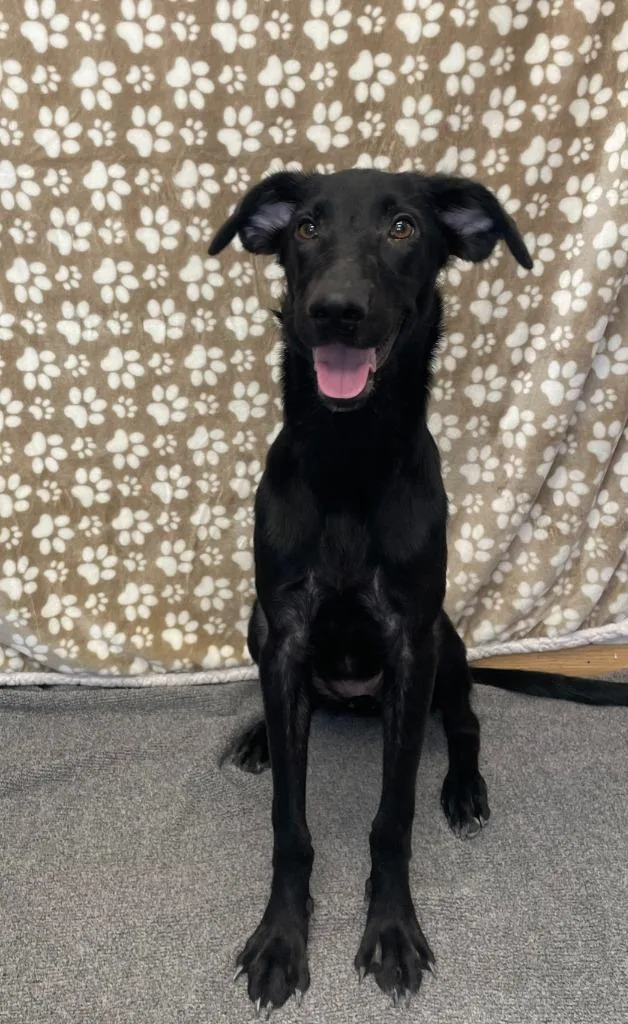 A baby large-sized female Labrador Retriever dog named Nyla for adoption in Benld, IL
