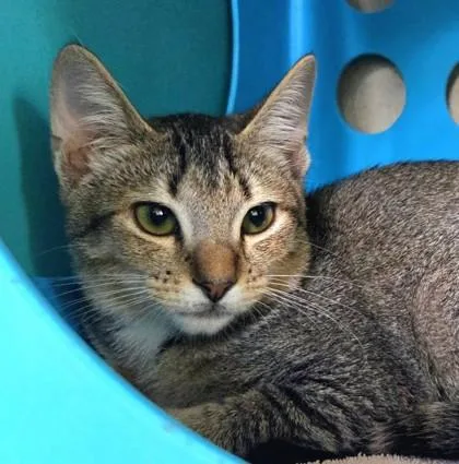 A baby small-sized male Domestic Short Hair cat named Baller for adoption in Honolulu, HI