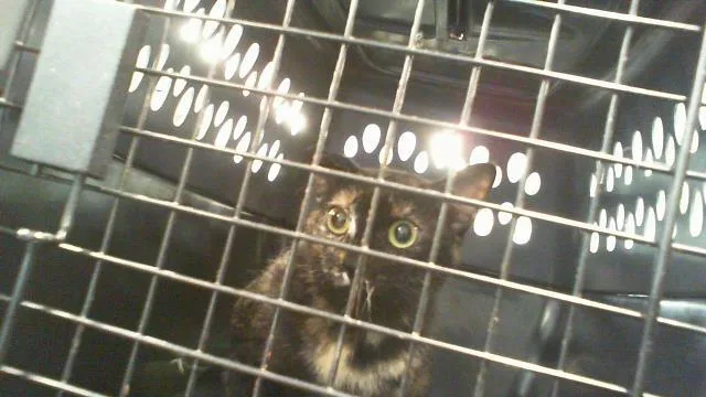 A young small-sized female Domestic Short Hair cat named Danny for adoption in Charlotte, NC