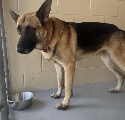 An adult large-sized male Brown / Chocolate German Shepherd Dog dog named Hawk for adoption in Harlingen, TX