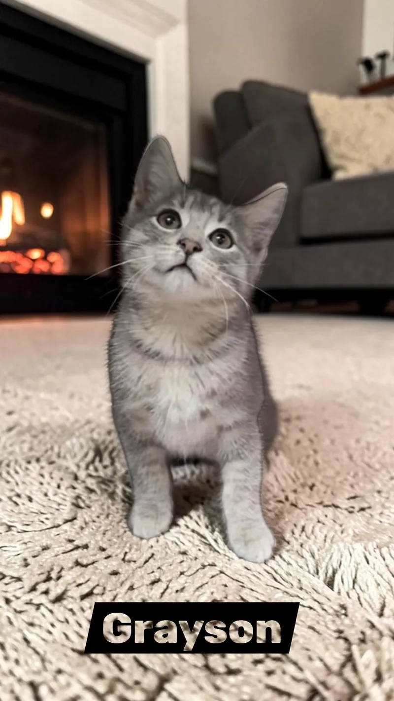 A young medium-sized male Gray / Blue / Silver Domestic Short Hair cat named Grayson for adoption in Sullivan, IN
