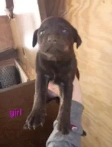 A baby medium-sized female Mixed Breed dog named Mink for adoption in West Chester, PA