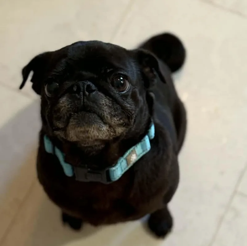 Gigi